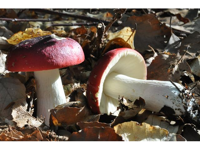 Мицелий Сыроежки буреющей / Сыроежка ароматная (Russula xerampelina)